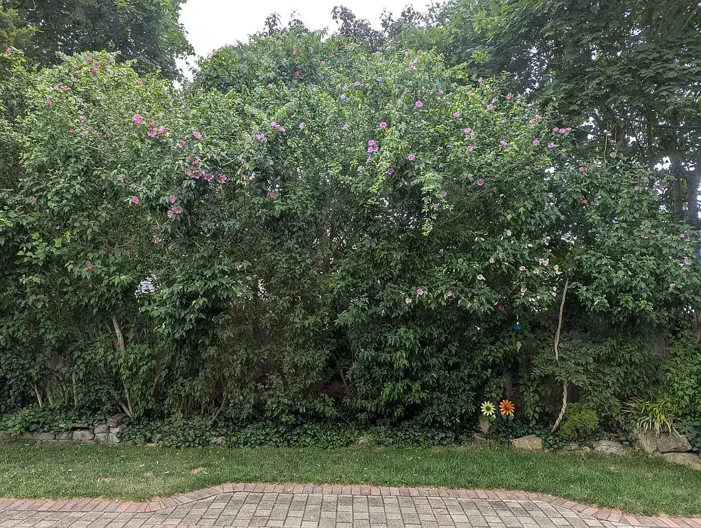 Well maintained Colonial located in Syosset